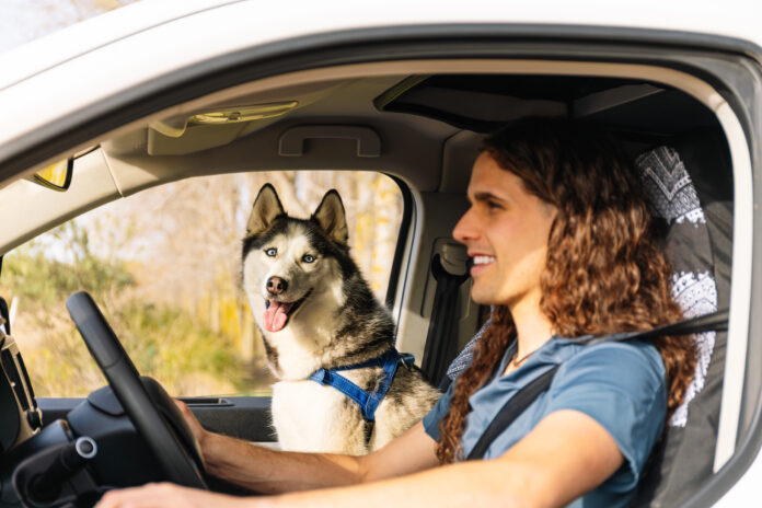 Homem dirigindo o carro com um husky siberiano usando cinto de segurança específico para pets no banco do passageiro.